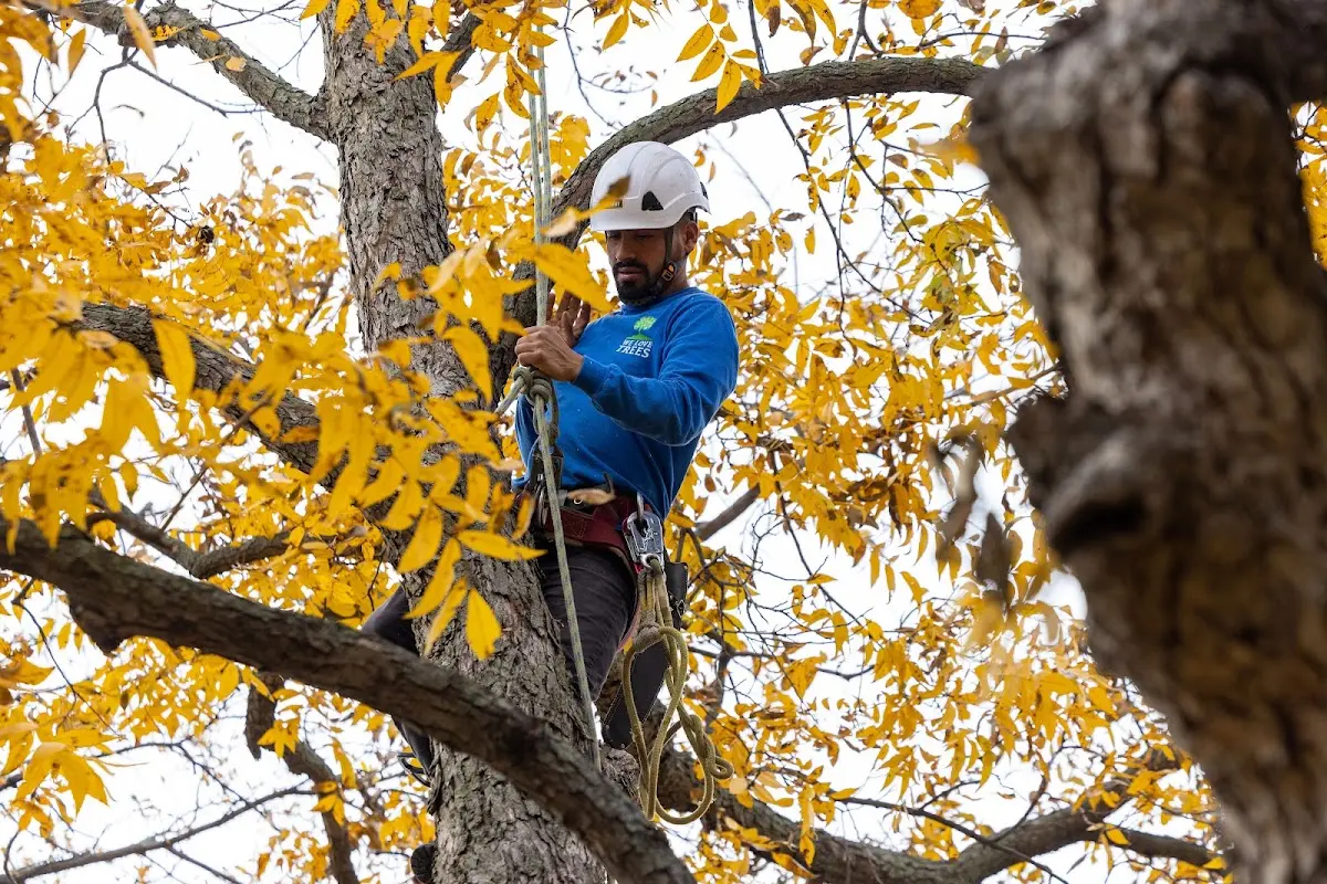 Skilled Tree Planting crew working in Gorham